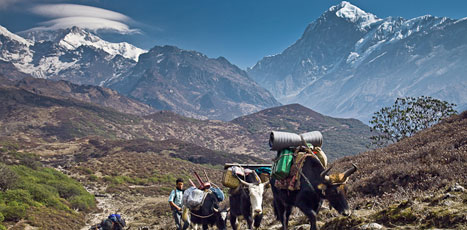 Kanchanjunga Trek